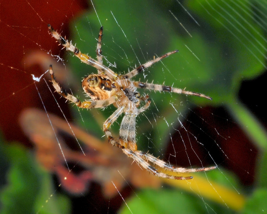 Araneus diadematus